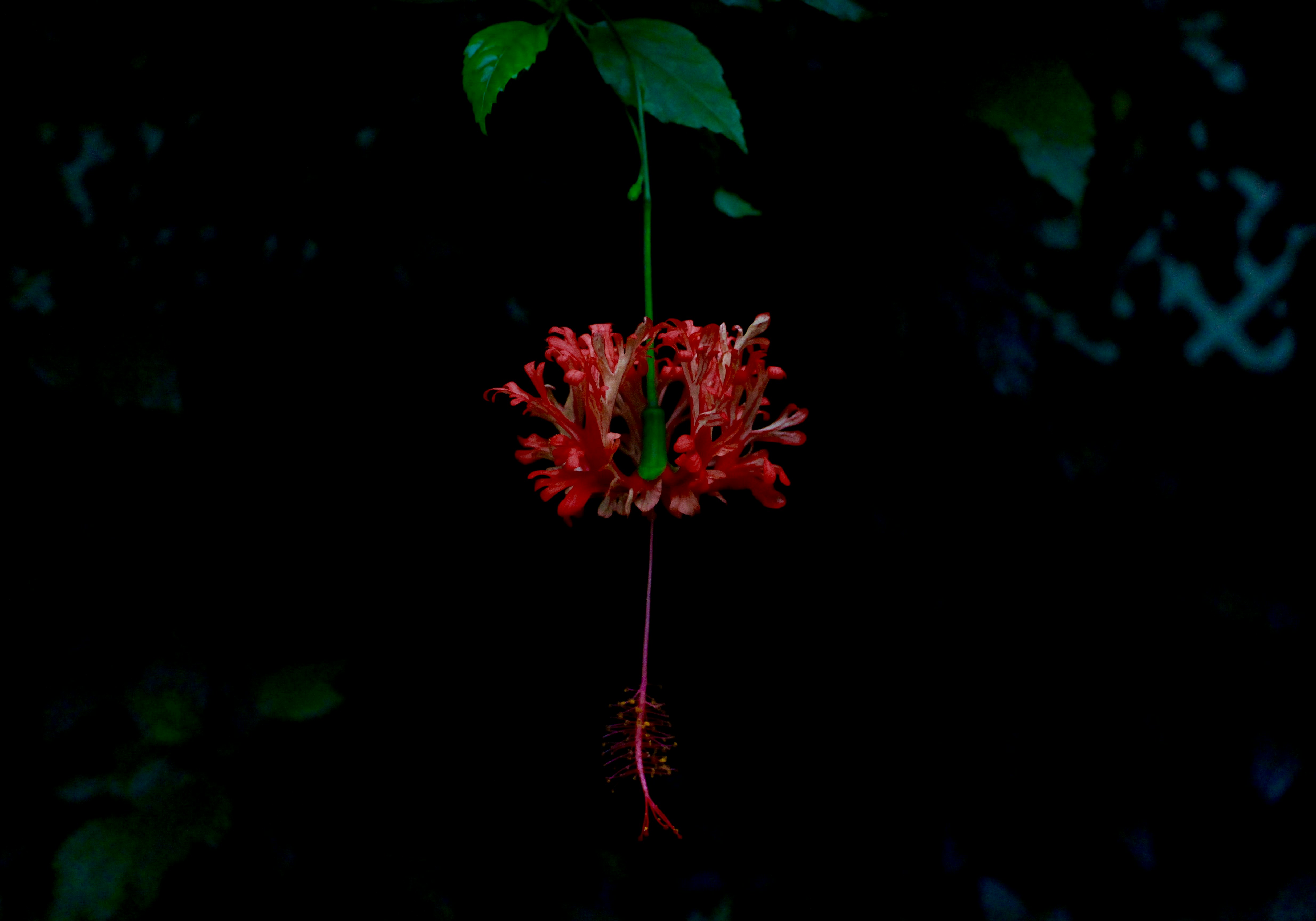 Photo by lachlancormie