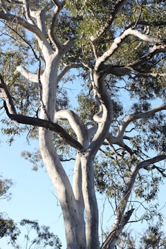 A certified arborist carefully pruning a large eucalyptus tree on a sunny day.
