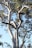 A tall eucalyptus tree with a smooth, light-colored trunk and twisting branches. The tree is adorned with lush green leaves set against a clear blue sky. Sunlight filters through, creating a mix of light and shadow on the bark.