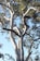 A tall eucalyptus tree with a smooth, light-colored trunk and twisting branches. The tree is adorned with lush green leaves set against a clear blue sky. Sunlight filters through, creating a mix of light and shadow on the bark.