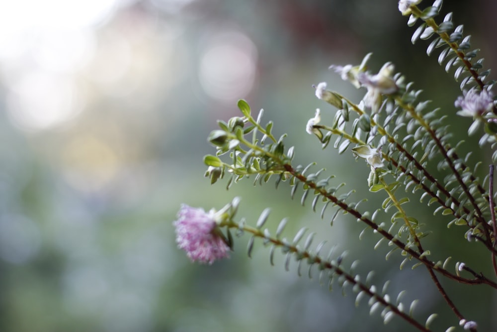 purple-petaled flower on selective focus photography