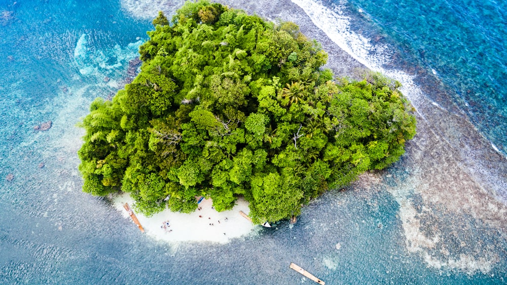 Fotografía aérea de árboles verdes en White Island