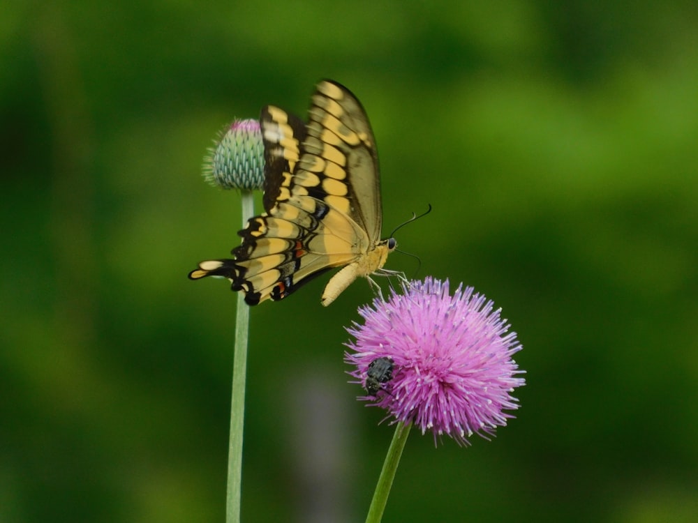 brown butterfly perched on purple flower