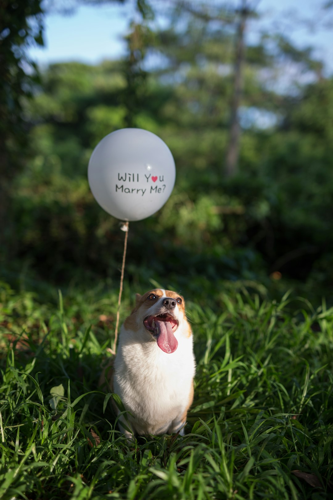 dog sitting beside balloon on green grass