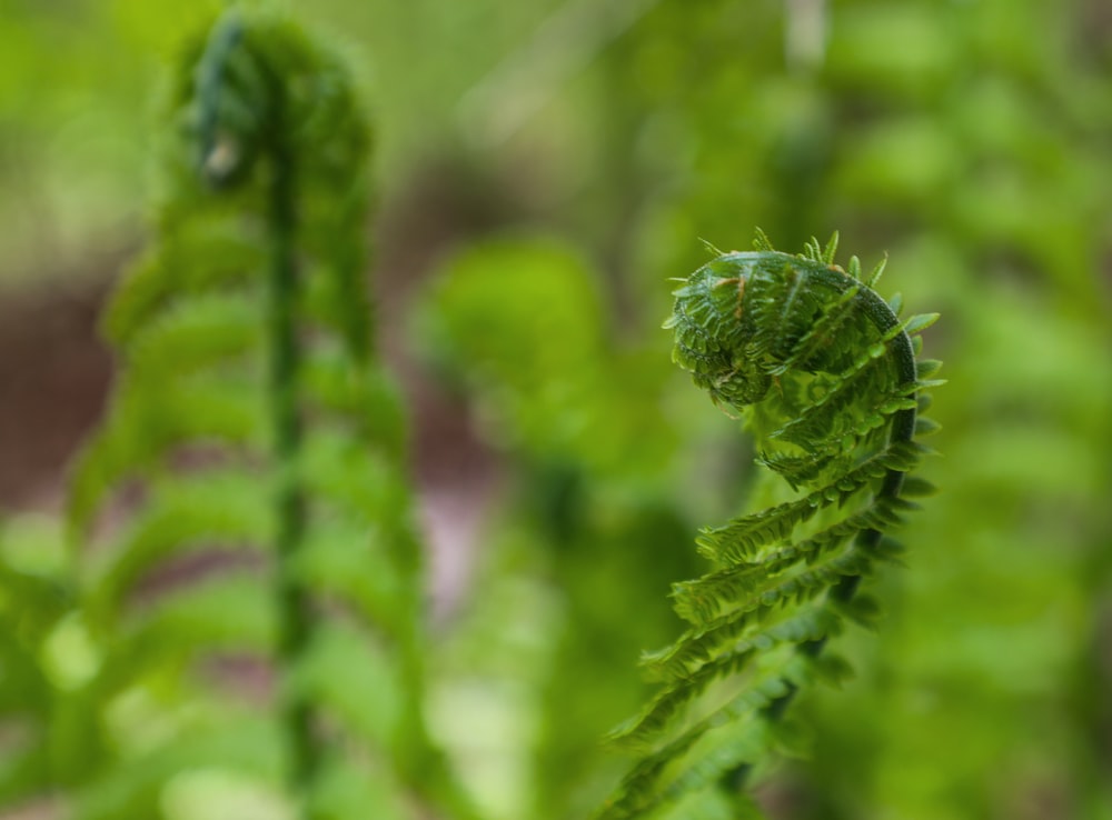 green Boston fern
