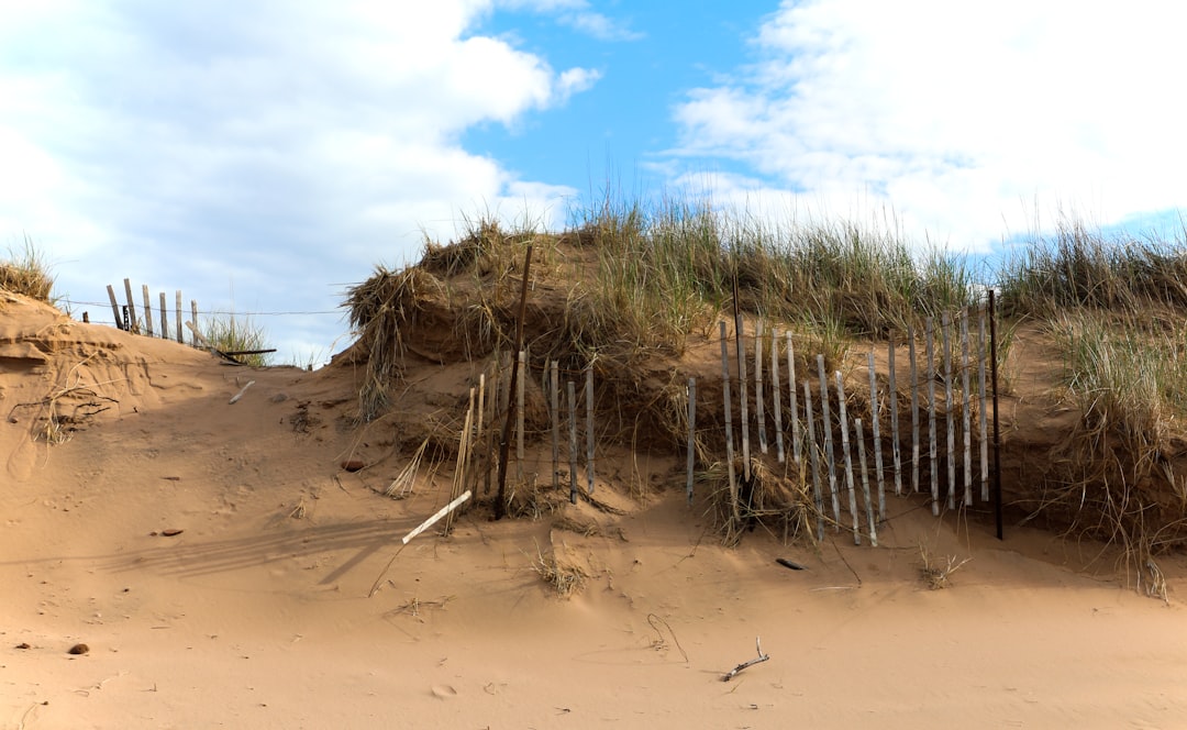 pile of bamboos on brown sand