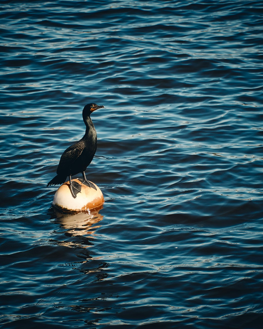 black bird standing on floating ball on water during daytime