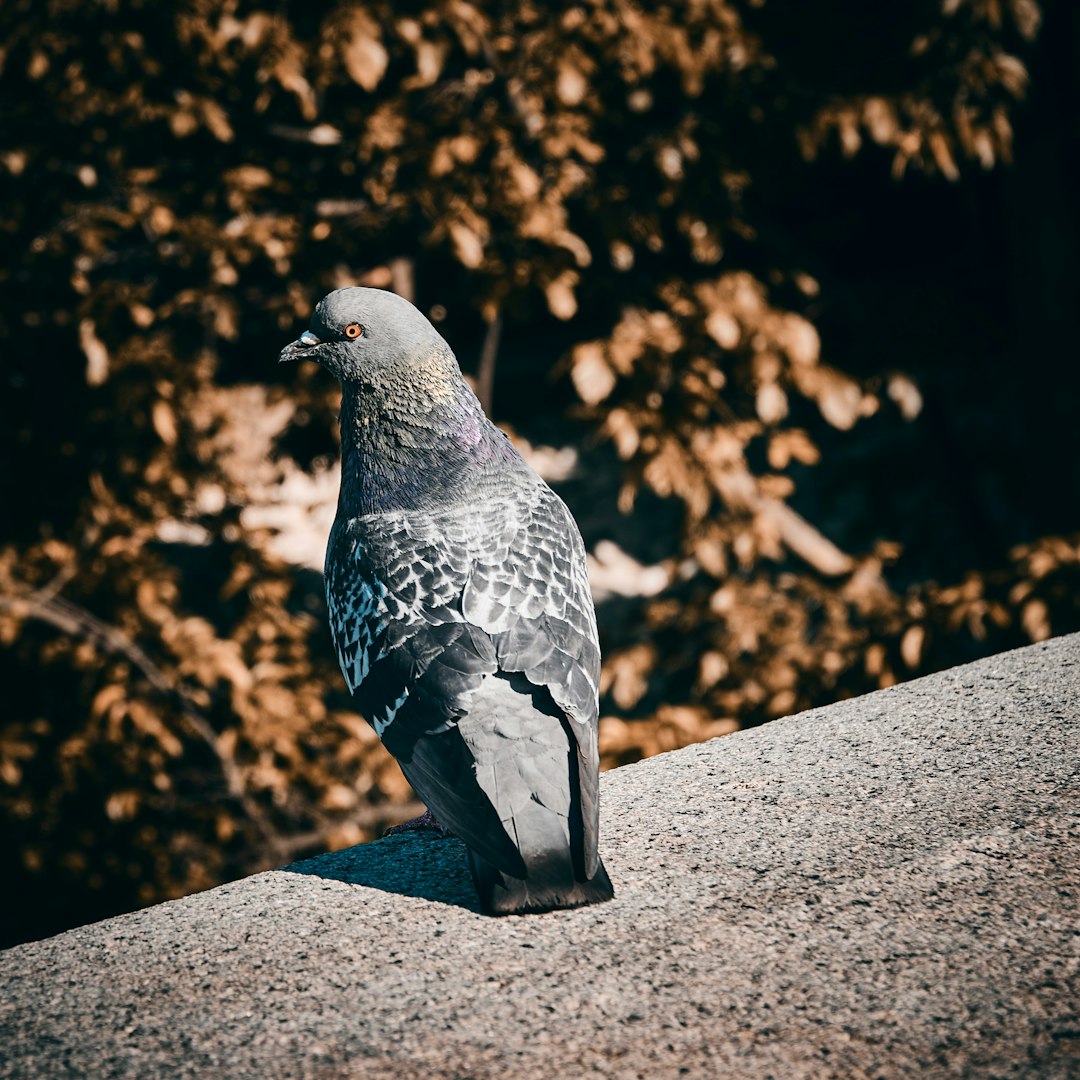gray pigeon on focus photography