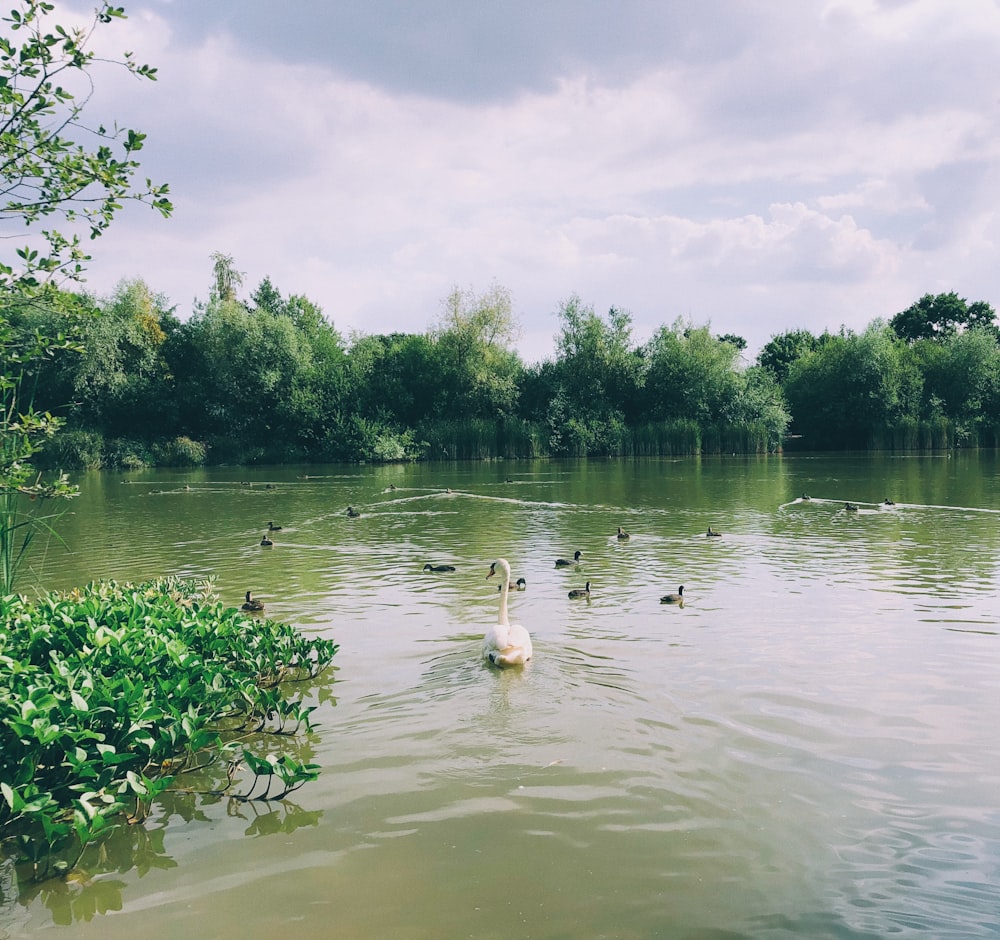 white swan on body of water during daytime