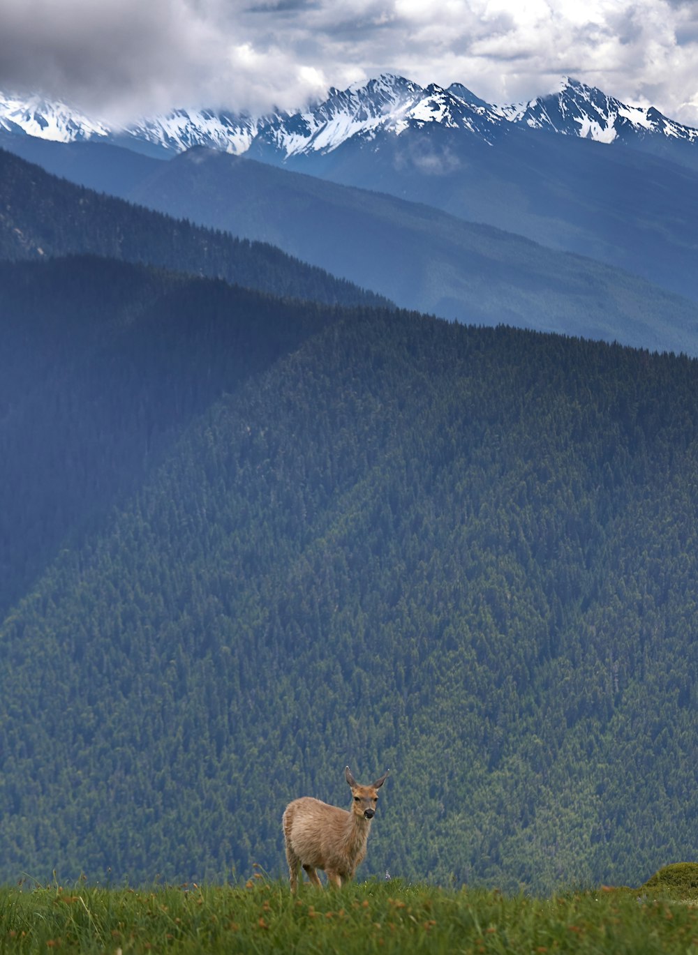 brown deer in green field viewing mountain under blue and white skies