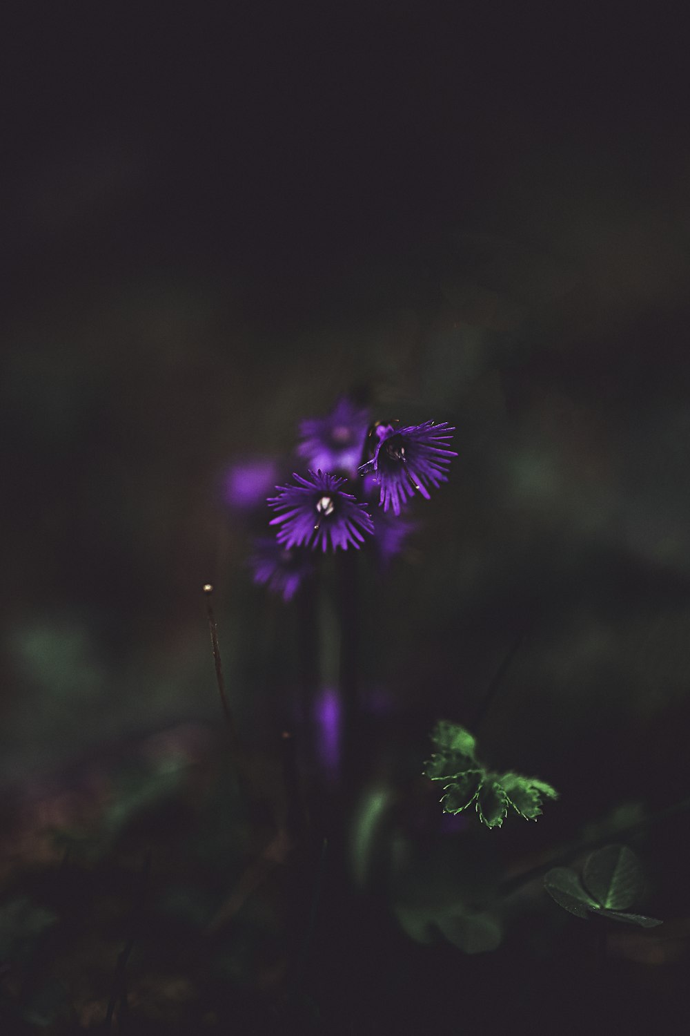 purple petaled flower close-up photography