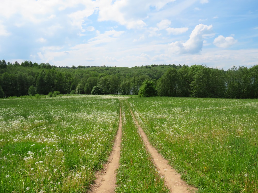 pathway between green grass during daytime