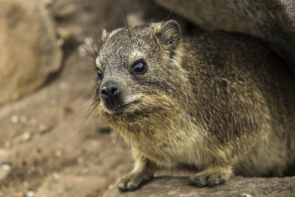 a close up of a small animal on a rock