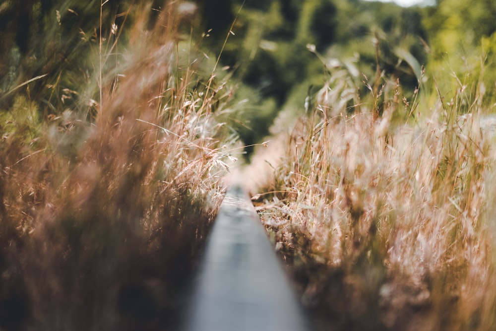 brown grass during daytime