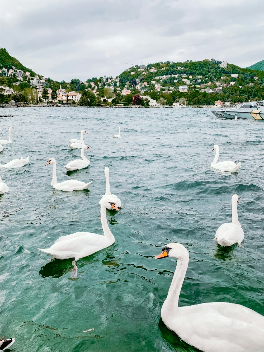 flock of white swan on body of water during daytime