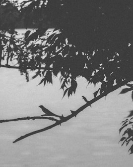 A silhouetted bird perches on a tree branch, surrounded by dense leaves. The background showcases a serene body of water, slightly blurred and overcast with a subtle grainy texture. The overall composition is dark, focusing on the contrast between the branch, the bird, and the leaves against the lighter backdrop.