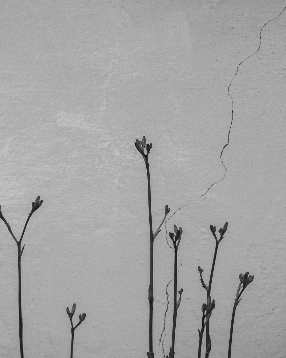 grayscale photo of plants