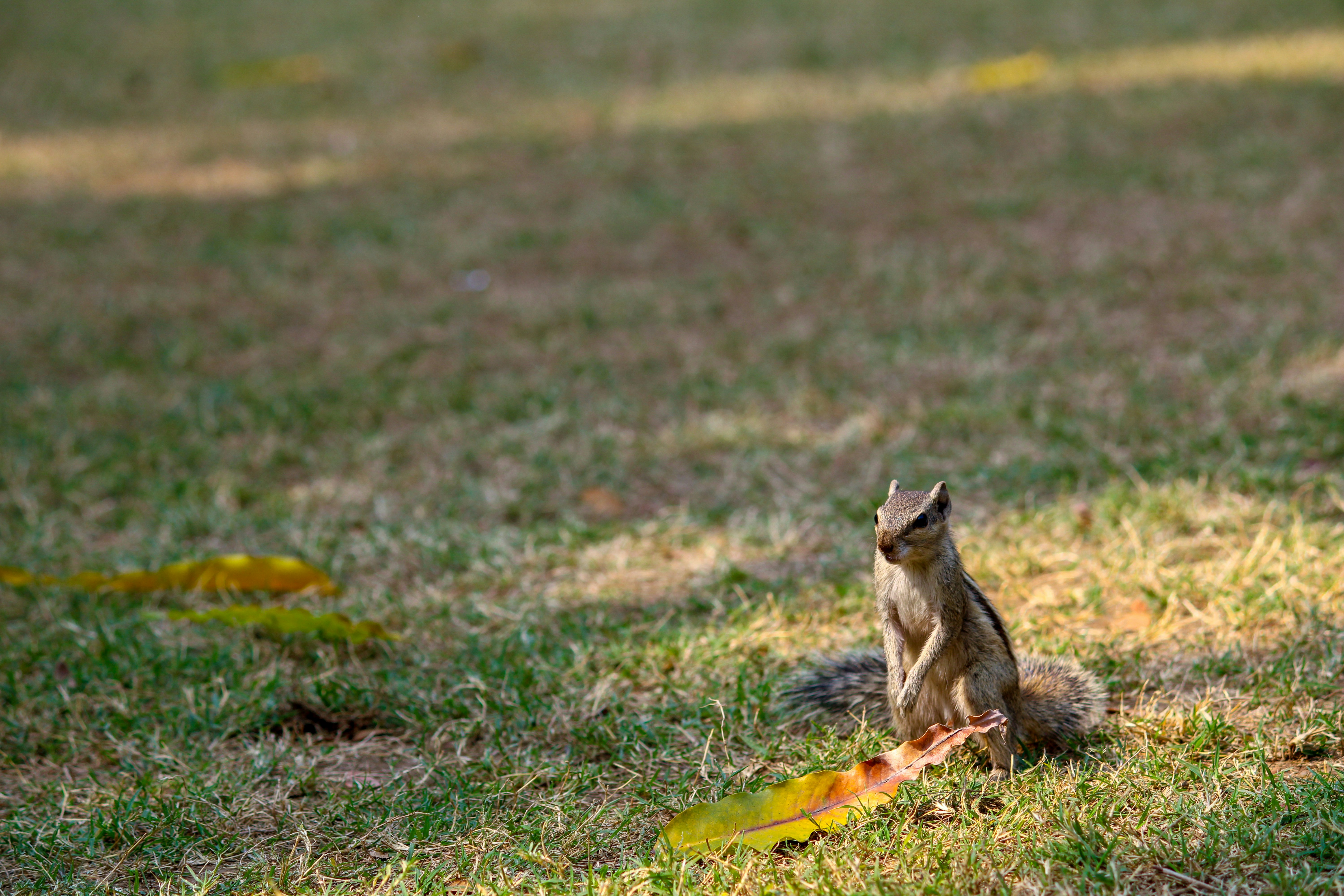 brown squirrel on green grass field during daytime gray wolf teams background