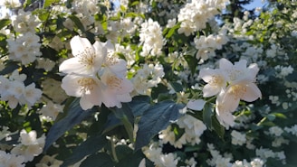 Jasmine flowers being harvested in a lush green field.