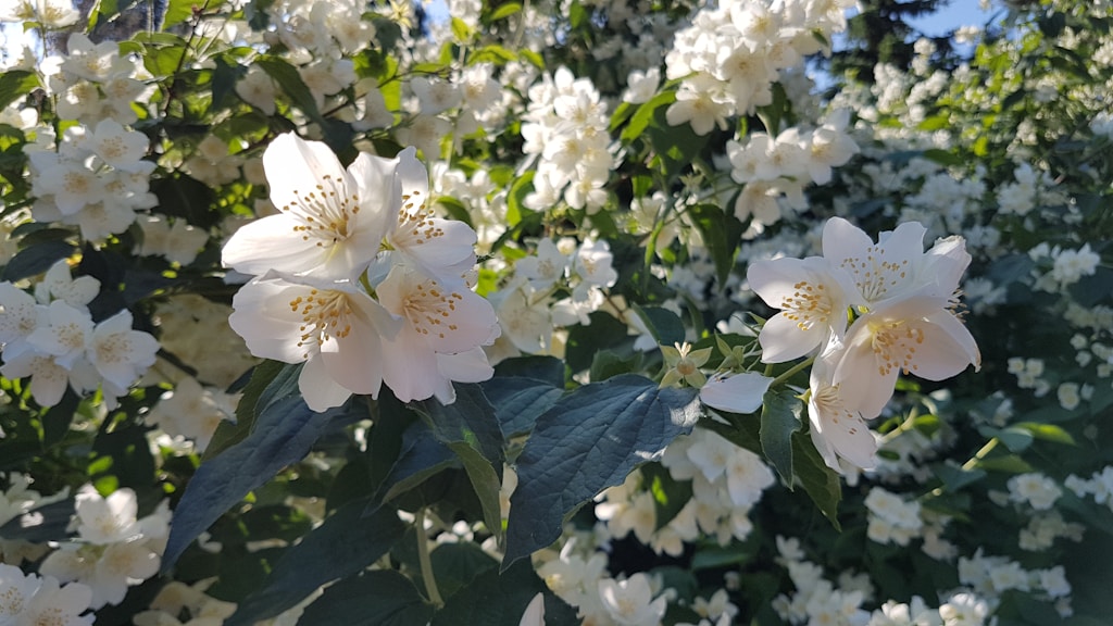 Jasmine Fragrance Oil
