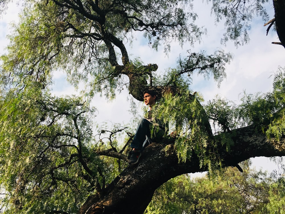 a man sitting on top of a tree branch