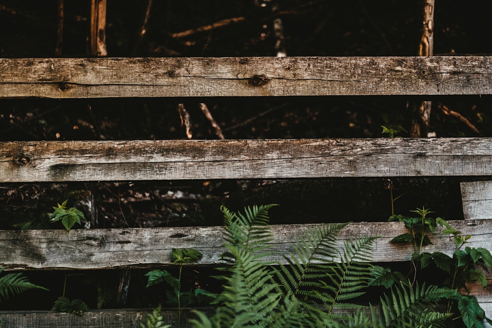 brown wooden fence