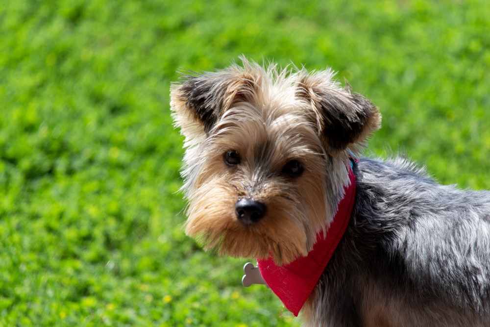 brown and grey Yorkshire Terrier with red bandanna