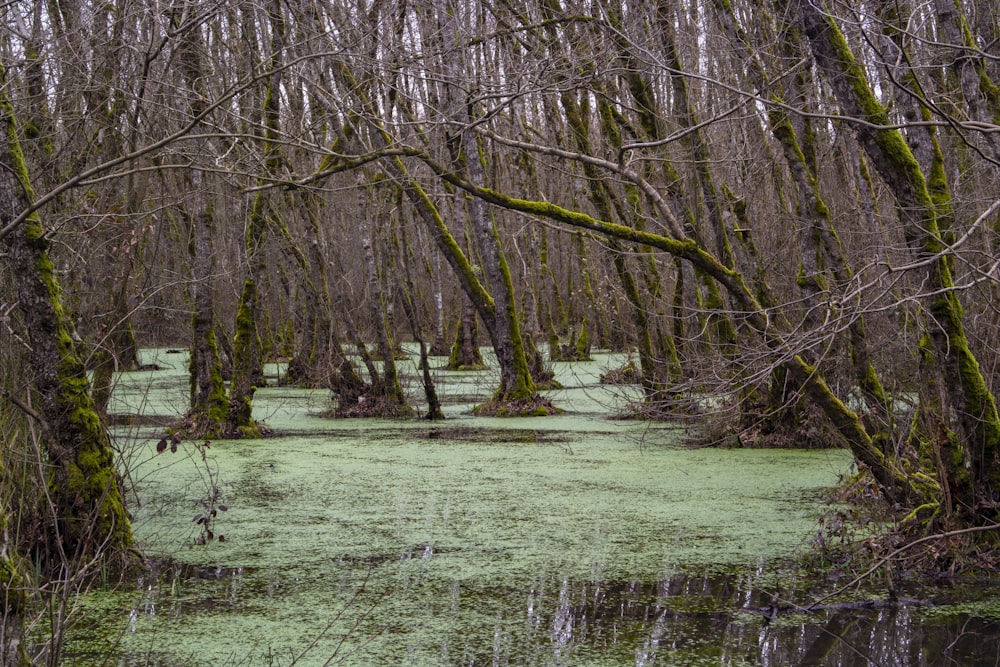 green grass field