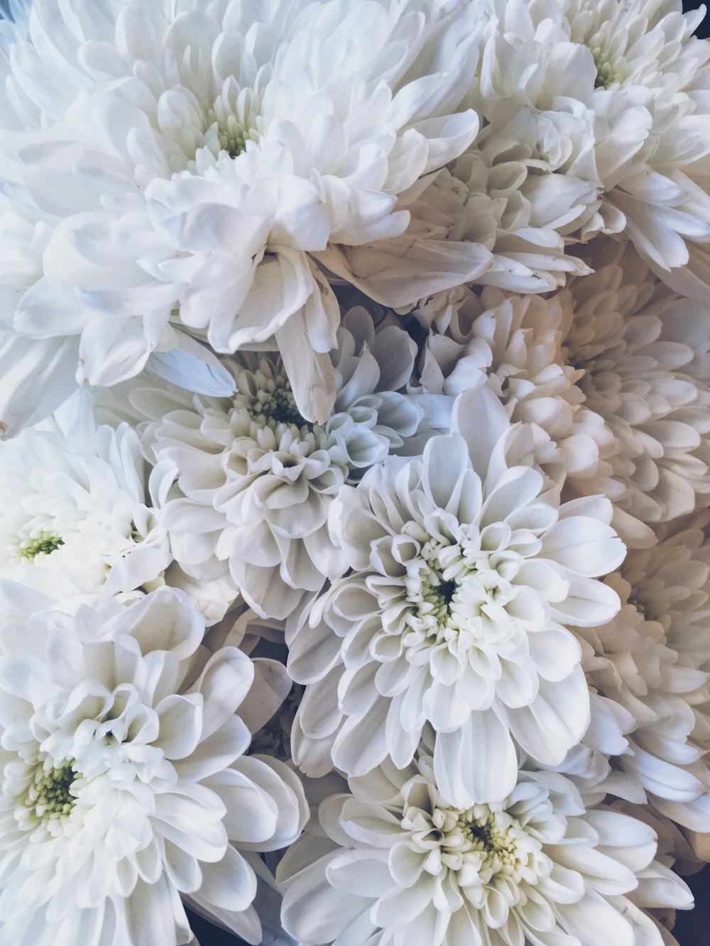 white petaled flower