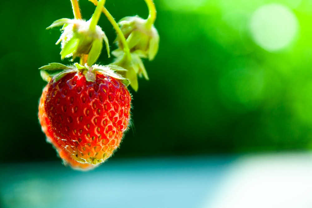 focus photography of red strawberry