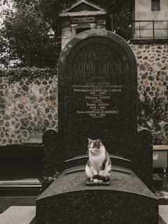 A cat sits peacefully on a tombstone in a cemetery. The tombstone is dark gray with an inscription, surrounded by stone walls and trees in the background.