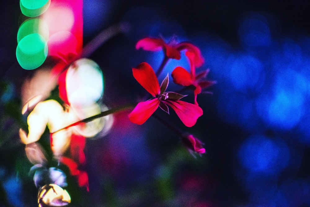 selective focus photography of red petaled flowers