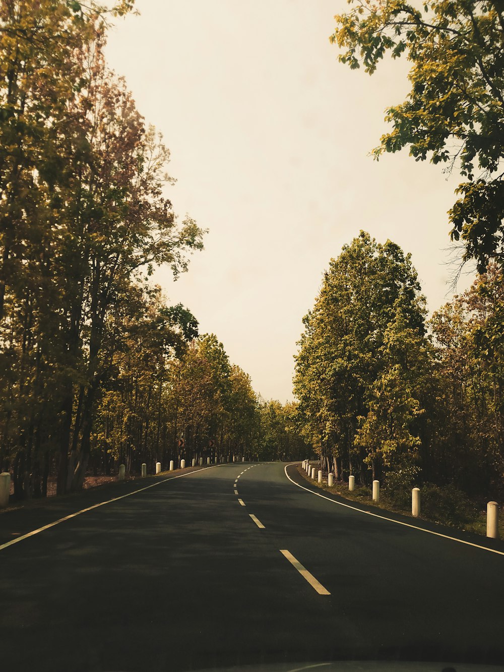 나무 사이의 회색 콘크리트 도로