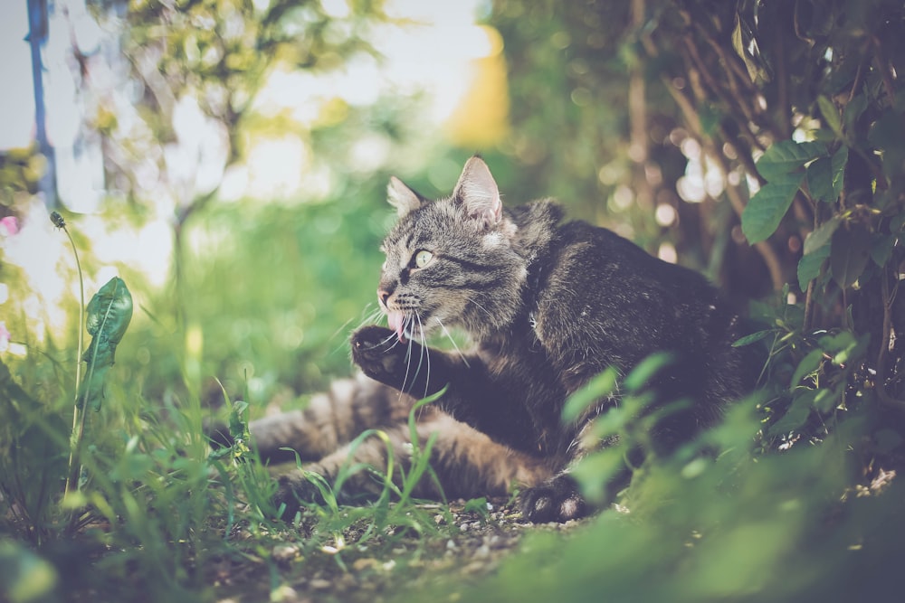 selective focus photography of brown cat licking her feet during daytime