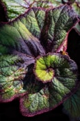 green and maroon leaf plant