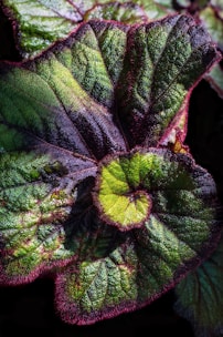 green and maroon leaf plant