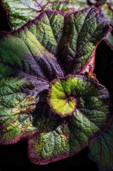 Begonia Ferox