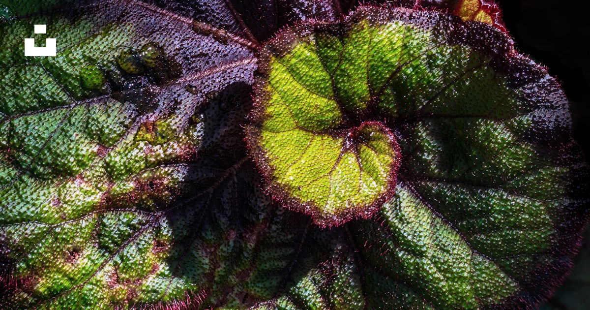 Green and maroon leaf plant photo – Free Australia Image on Unsplash