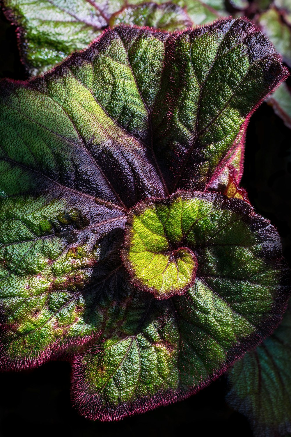 planta de folha verde e marrom