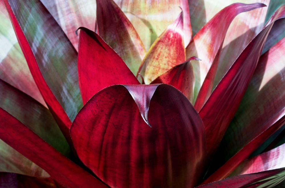 red petaled flower