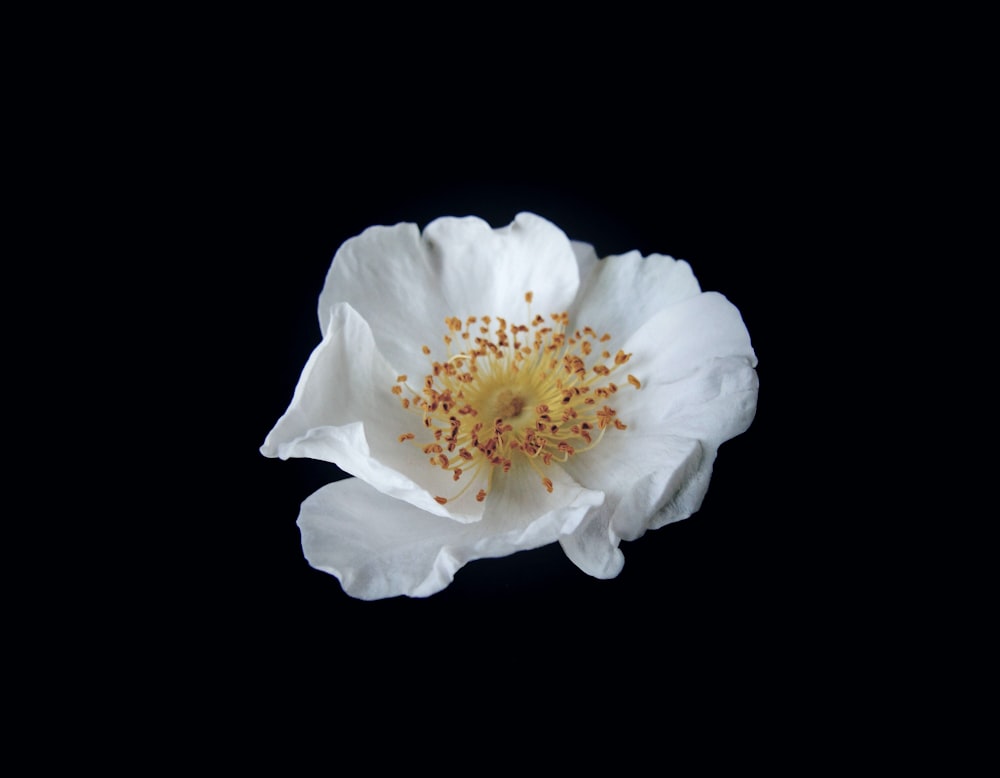 white petaled flower