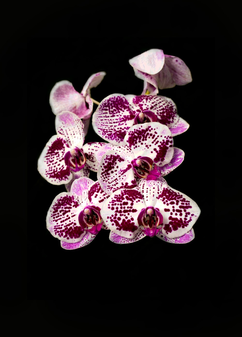 orquídea roxa