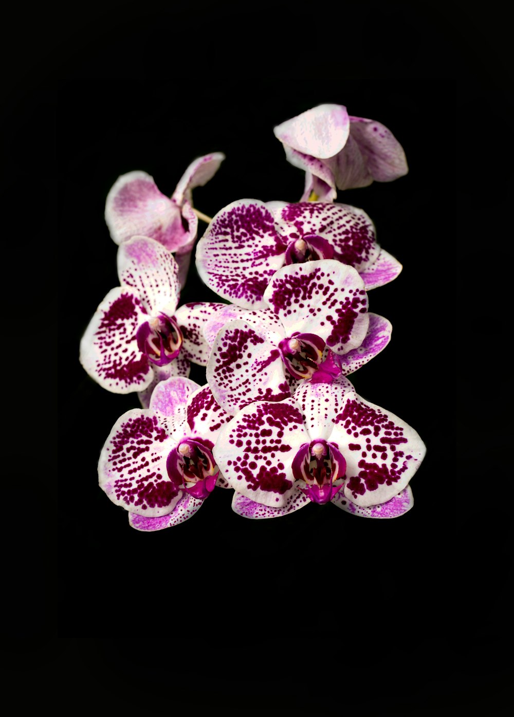 orchidea viola