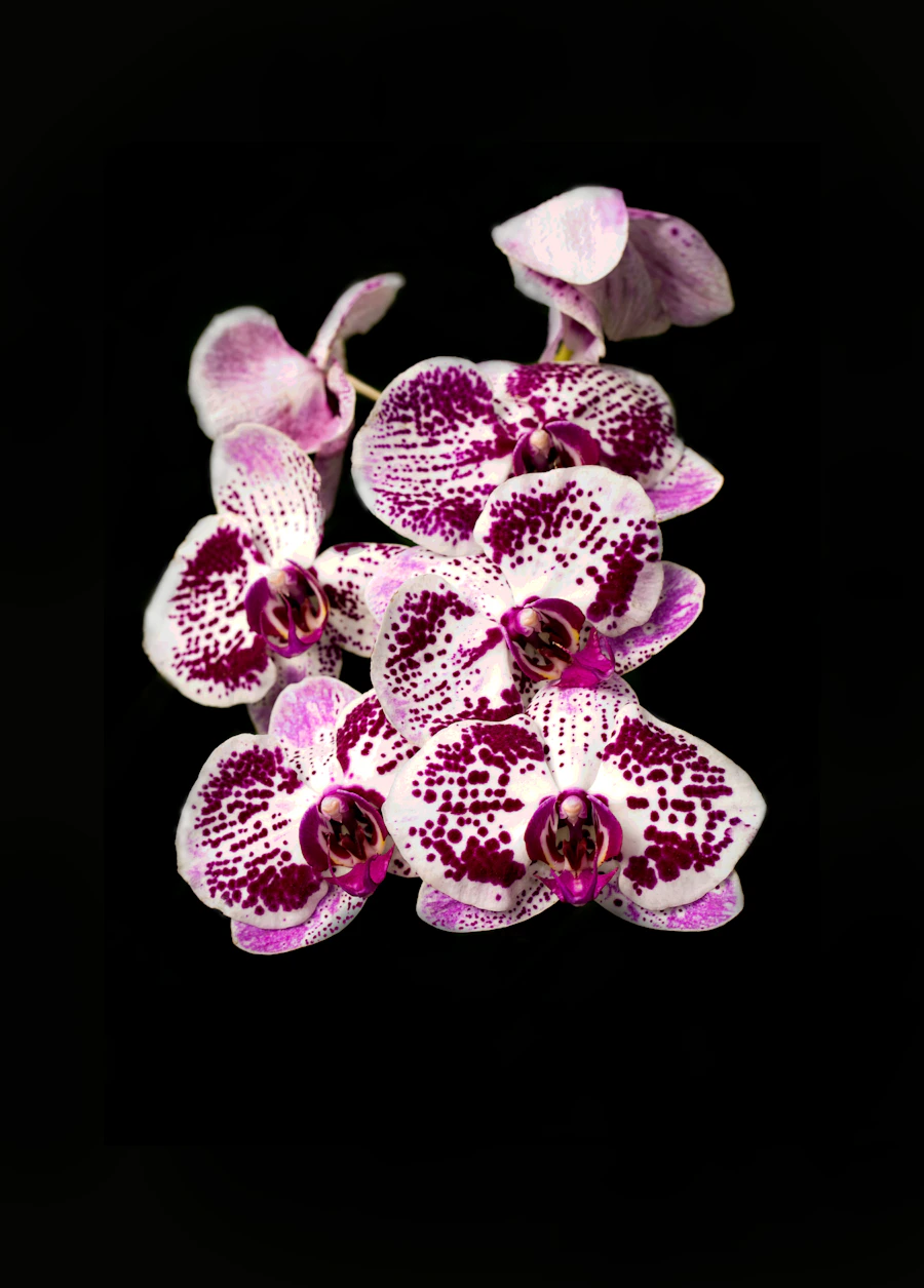 Phalaenopsis orchid in bloom