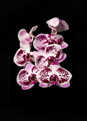 Orchid