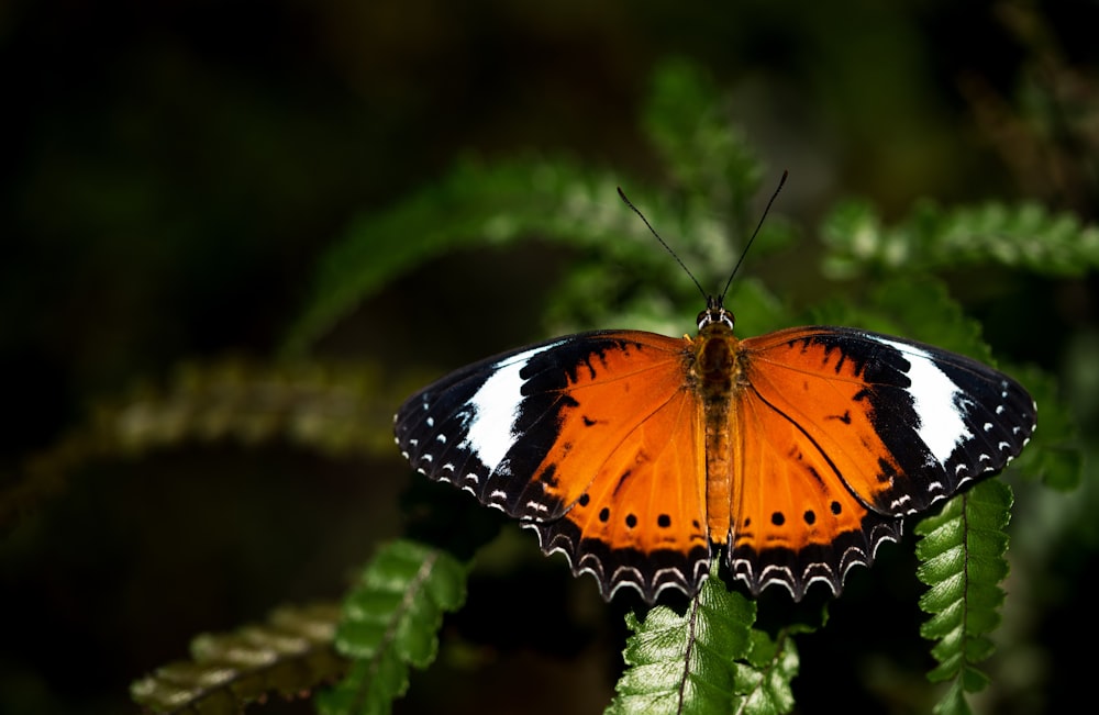 brown and black butterfly on Boston fern leaf