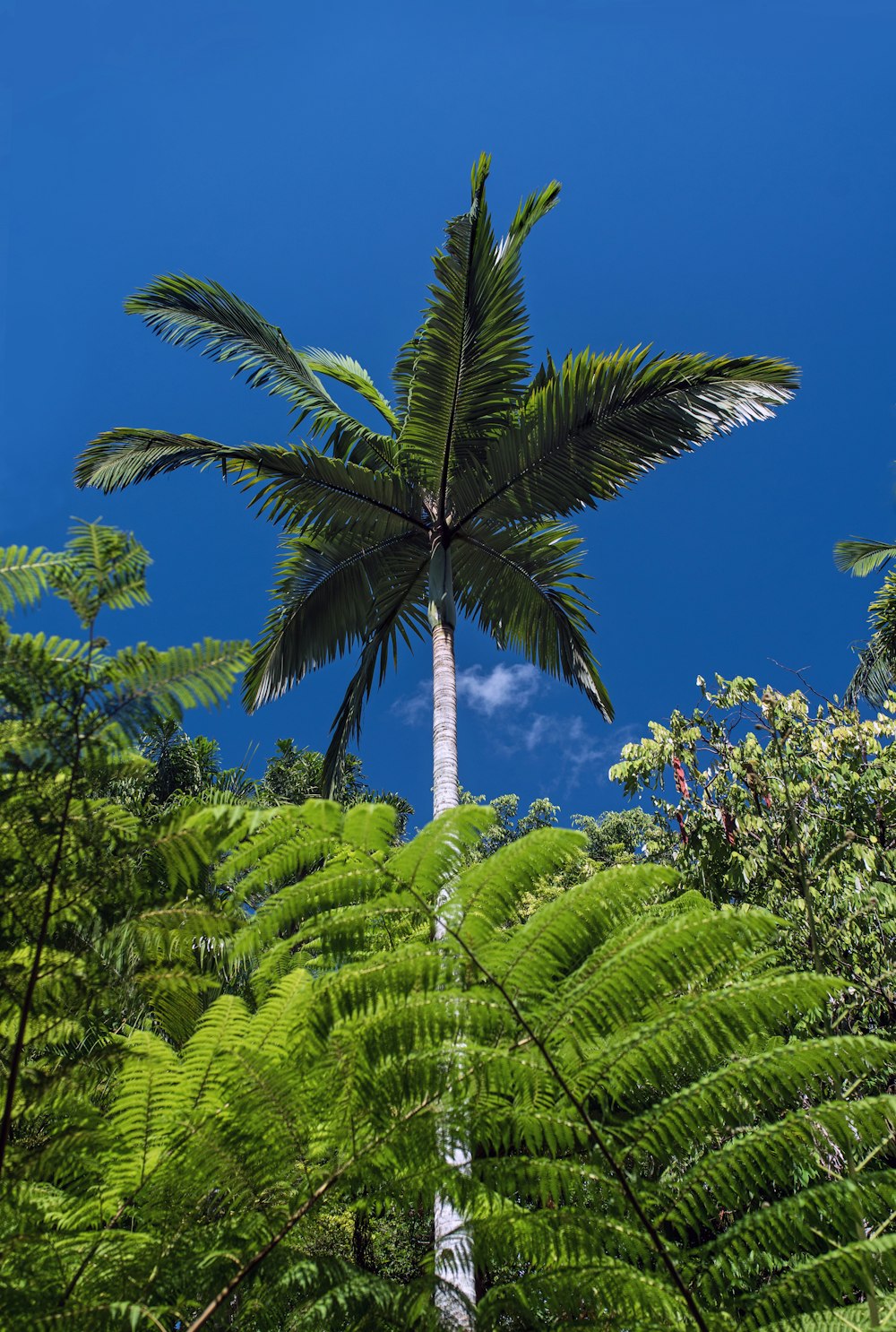 Palma de coco verde