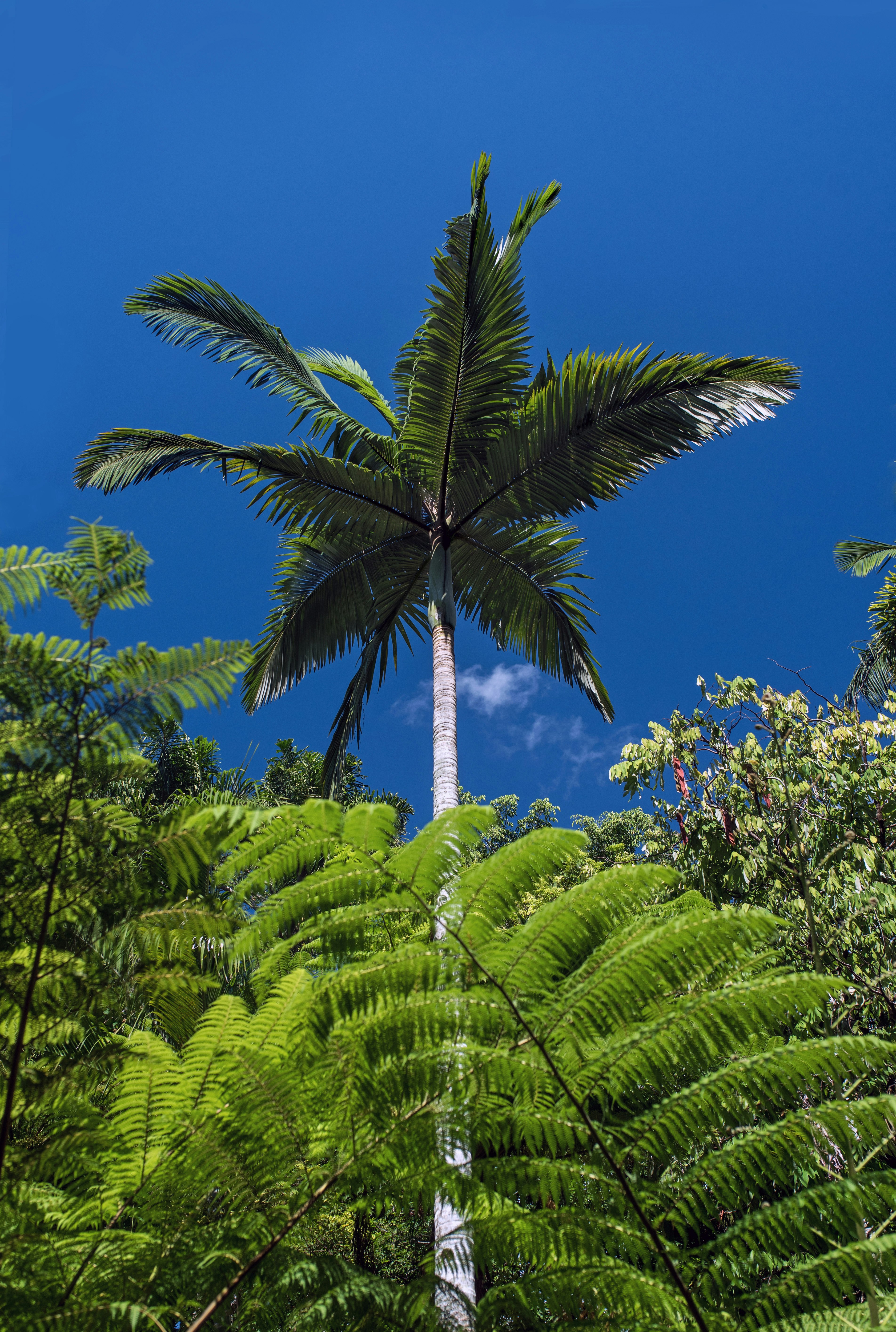 green coconut palm