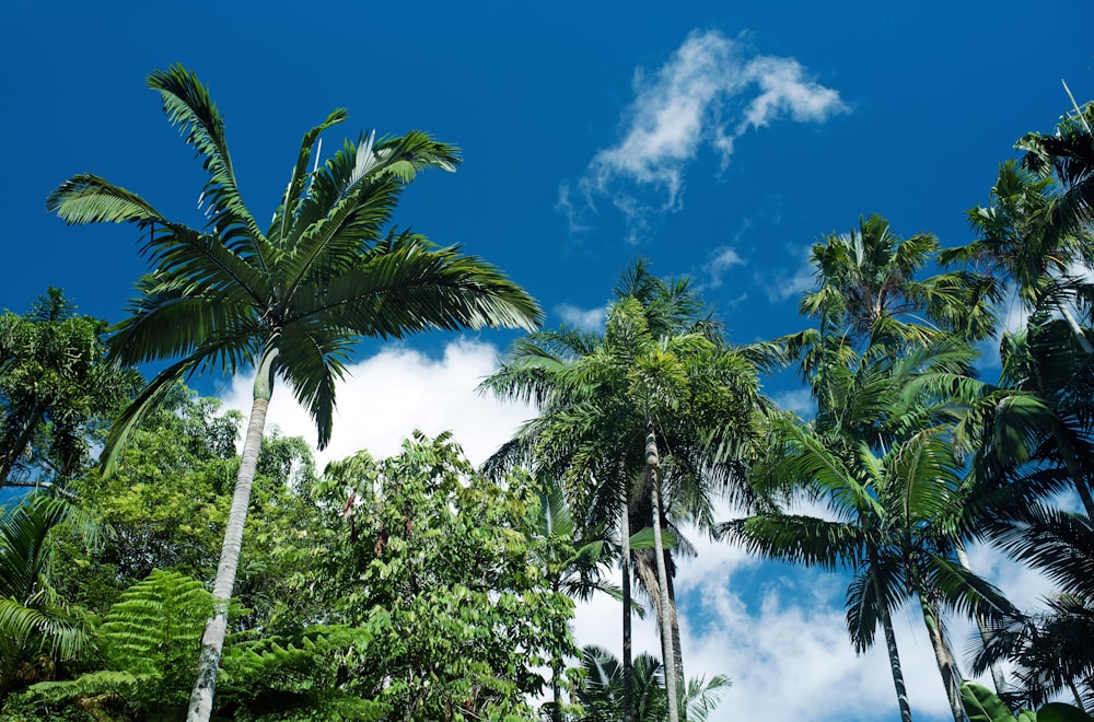 green coconut palm trees