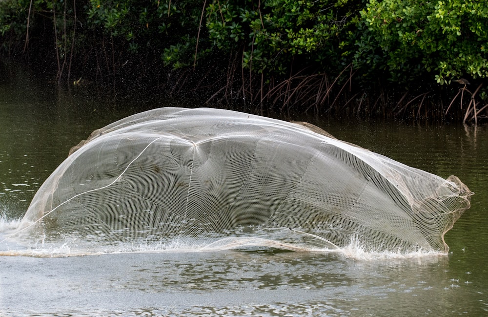 white fish net